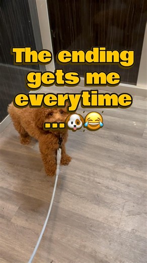 Wait for Benji’s Post-Potty Victory Dance 😂🐶 #Shorts #dogshorts #toypoodle #doglove #puppycontent