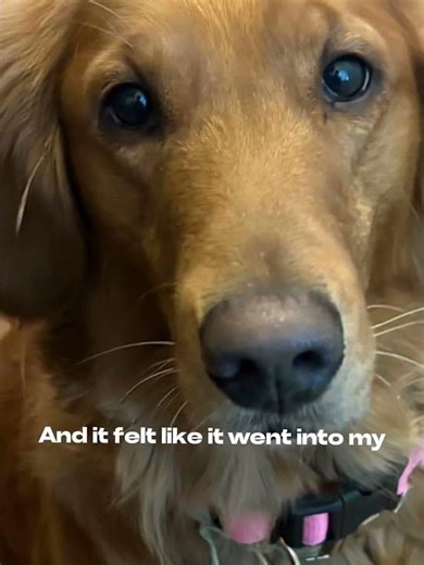 My dog was washing her face than breathed da bubbles #goldenretriever #puppy #cute