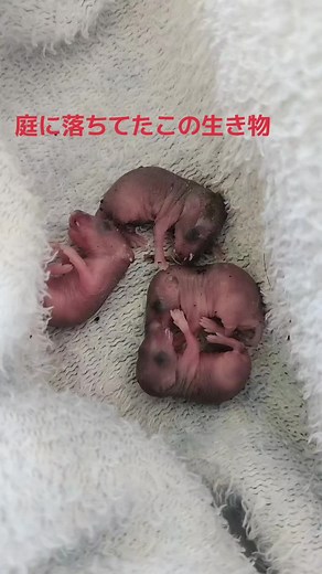 庭で見つけた謎の生き物とは？