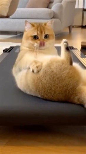 This Kitten Tried the Treadmill… It Went Exactly How You’d Expect 😭