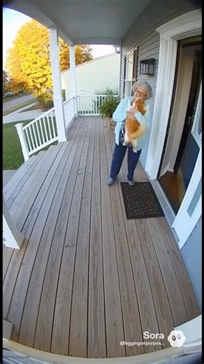 Cat violently explodes on the front porch #helpmemakethismakesense #funny