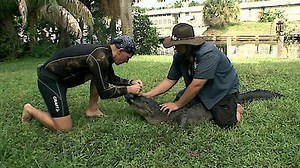 Watch Gator Boys Season 1 Episode 3 - Stormin' Gators