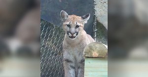 These Adorable Rescued Puma Cubs Are Settling Into Their New Home Purrfectly!
