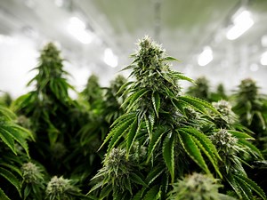 Sliding pot prices are leaving cannabis producers vulnerable to writedowns