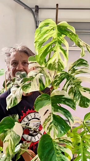 🔥 PM Genetics White Tiger Albo – Available This Saturday! 🐅🌿 This is one of the rarest and most striking Albos we’ve ever produced — the PM Genetics White Tiger line. Strong contrast, heavy variegation, and stable genetics that hold colour beautifully. 🌱 Cuttings from these exact genetics drop Saturday morning at: 👉 www.professormonstera.com.au And don’t miss the free giveaway pinned to the top of this page — just put your name down to be in the draw. Limited numbers, no holds. These will g