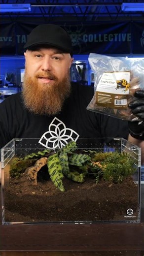 Tropical terrestrial bioactive tarantula enclosure build! #tarantula #spider #animals