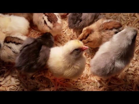 Day Old Chick Basics: Feeding and Care!