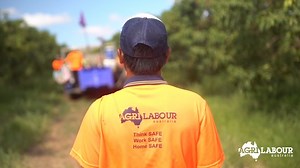 25 reactions · 20 shares | Our Northern QLD mango harvest is...