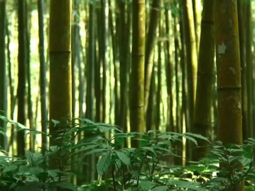 Clumsy Red Panda Edits: Adorable Animal Moments