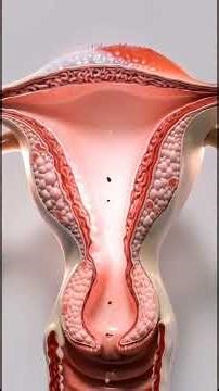 The Menstrual Cycle: What Happens From Day 1 to Day 8? (3D Animation)