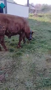 Viq limozinë extra class bio me garancion 045652743 | Bujqesi dhe Blegtori në Kosovë