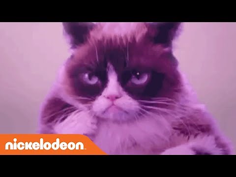 Grumpy Cat Dances To ‘Hotline Bling’ By Drake