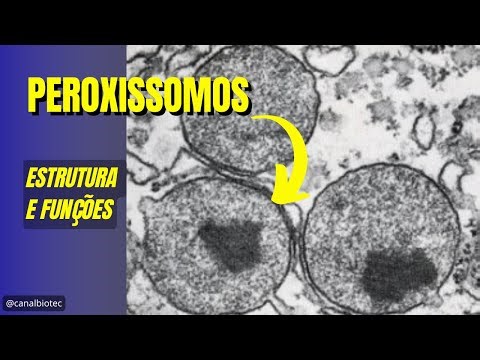 Structure and Functions of Peroxisomes