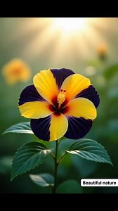 Beautiful 🌺🌺🌺 flowers #hibiscus #fbreels #naturelovers #viral | Blooming Nature Tales