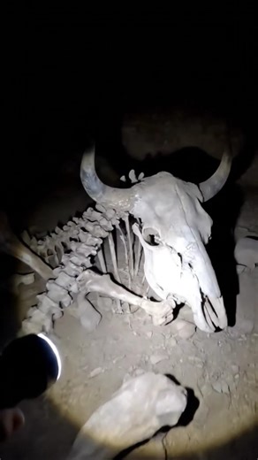 Scattered Bones of an Extinct Steppe Bison Found | Real Torch POV