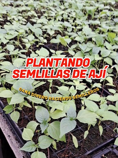 Guía para Crear tu Semillero de Ají y Cultivar en Casa