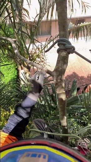 Precision Tree Rigging: Safely Lowering Heavy Limbs Without Damage 🌳