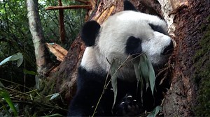 58K views · 7.8K reactions | A female giant panda and its newborn cub were successfully located after the mother was released into the wild and gave birth in the natural habitat. The female is part of a program from China Conservation and Research Center in southwest China's Sichuan Province, which aims to encourage mating and help increase the panda population. | CGTN | Facebook