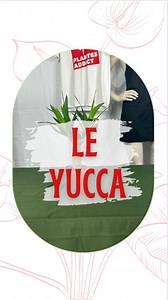 8.9K views · 64 reactions |  Voici tous nos conseils pour l'entretien du Yucca:  Arrosez le 1 fois par semaine en été et 1 fois toutes les 3 semaines en hiver 華Rempotage l'orsque que les racines dépasse du pot utiliser un pot en grès plutôt qu'un pot en plastique le poid de la plante pourrais le faire basculer ☀️ Pas de soleil direct mais de la lumière A très bientôt les plantes addict #plantesaddict | Plantes Addict | Facebook