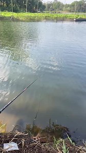 Wes Mboh Fishing Tips: Simple Mancing Guide