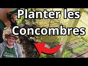 Quelles Sont les Astuces pour Planter des Concombres ?