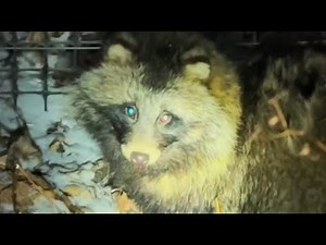 A Pregnant Raccoon Dog Walked Into a Farm Seeking Help — And Humans Saved Her Life
