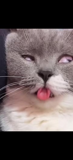 These cats seem to be mentally retarded😅😂#cats #catconfused #cutecat #catfunny