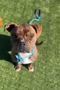Kolby Amore is safe and out because a foster Stepped up and Yoga Animals Rescue Foundation stepped up. Let’s help get Kolby Amore what he needs. Please honor your pledges. https://www.paypal.com/donate/?hosted_button_id=RSCDFY2RSVQMY https://www.paypal.com/donate/?hosted_button_id=RSCDFY2RSVQMY 🚨𝐒𝐓𝐈𝐋𝐋 𝐍𝐄𝐄𝐃𝐒 𝐀 𝐏𝐋𝐀𝐍.. 86 𝐝𝐚𝐲𝐬 𝐢𝐧 𝐬𝐡𝐞𝐥𝐭𝐞𝐫 𝐟𝐨𝐥𝐤𝐬! ⚠️𝐀𝐓 𝐑𝐈𝐒𝐊 𝐚𝐭 𝐀𝐍𝐘𝐓𝐈𝐌𝐄 ‼️𝐓𝐡𝐢𝐬 𝐜𝐮𝐭𝐢𝐞 𝐩𝐢𝐞 𝐢𝐬 𝐊𝐨𝐥𝐛𝐲 𝐀𝐦𝐨𝐫𝐞. 𝐇𝐞 𝐡𝐚𝐬 𝐭𝐨 𝐡𝐚𝐯𝐞 𝐨�