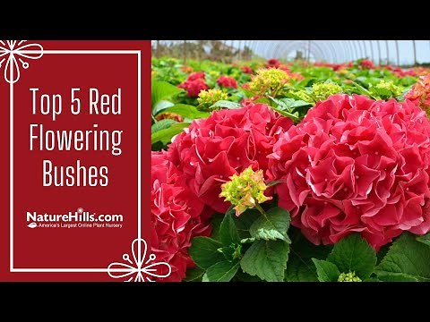 Top 5 Stunning Red Flowering Bushes | NatureHills.com