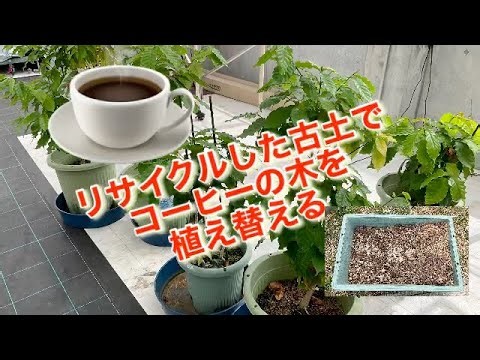 リサイクルした古土で、コーヒーの木を植え替える！園芸LABO