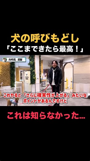 【公式】TOKYO DOGS |褒める犬のしつけトレーニング on Instagram: "【保存版】犬の呼びもどし ここまできたら最高 犬のしつけの極意を プロドッグトレーナーが毎日配信🐶✨ 公式アカウント▽ @tokyo__dogs 🐾⫘⫘⫘⫘⫘⫘⫘⫘⫘⫘🐾 犬の本質を理解した 「褒めるしつけトレーニング®︎」 （褒めトレ®︎） 「お客様満足度国内No.1」の "犬しつけ専門店"🐶 🐾⫘⫘⫘⫘⫘⫘⫘⫘⫘⫘🐾"