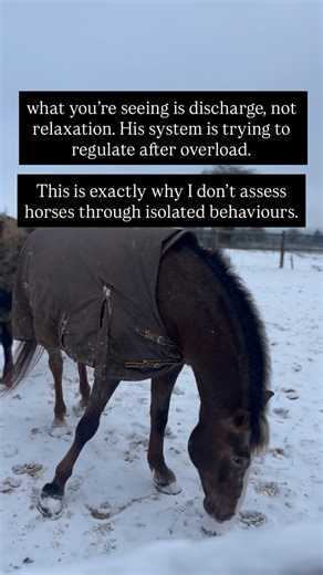 Nadia HERNANDEZ | Whole-Horse Investigation & Leadership on Instagram: "No, this horse isn’t yawning because he’s tired. This is one of the most common misinterpretations I see in the horse world. Yawning in horses is not a sign of sleepiness - it’s a release mechanism. A shift in the nervous system as it comes down from a state of stress or activation. This is uncomfortable… Because your horse yawns after your training sessions too. Does that mean he’s stressed in work? Sometimes, yes. Sometime
