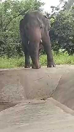 810K views · 8K reactions | Constant rain has kept the days cooler, Kaavan is sleeping on his sand bed under shelter and spends a lot of time under the roof of the pool, waiting for the rain to clear (another 5 days of storms forecast) Keeping dry means keeping warm #Kaavan | The OLD Cambodia Wildlife Sanctuary | Facebook