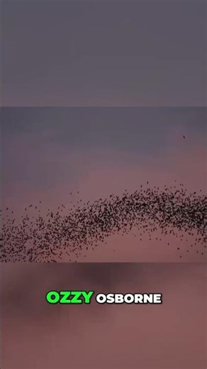 Bats: The Good, the Bad, and the Ozzy Shots! #shorts