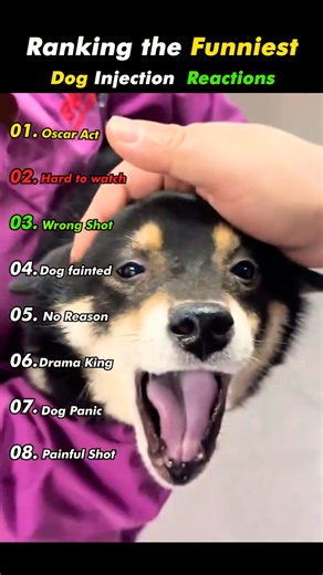 Ranking the Funniest Dog Injection Reactions 🐶💉😂 | Dogs vs Shots #shots