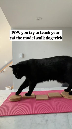 Jones is learning to meowdel walk.