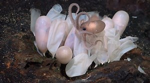 122K views · 1.9K reactions | The allure of the #OctoOdyssey (too)...