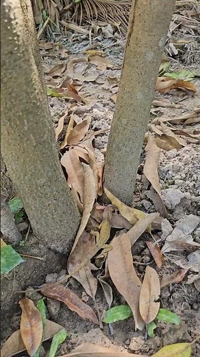 Lizards attack cockroach