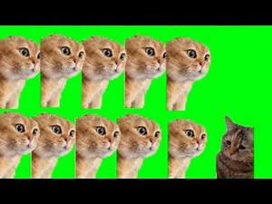大激怒をする説教猫 猫ミーム