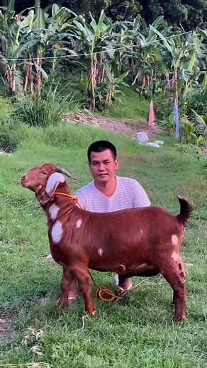 30K views · 612 reactions | Fullblood Boer Goat made in Philippines  | Gonzales Farm | Facebook