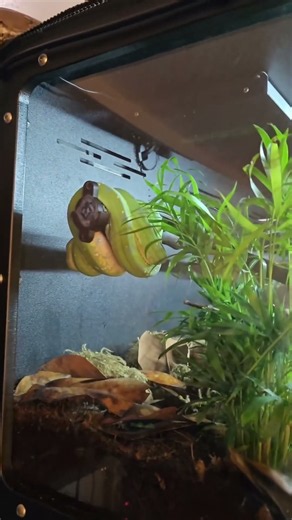 They look very different, but the rough-scaled python is the closest relative to the green tree