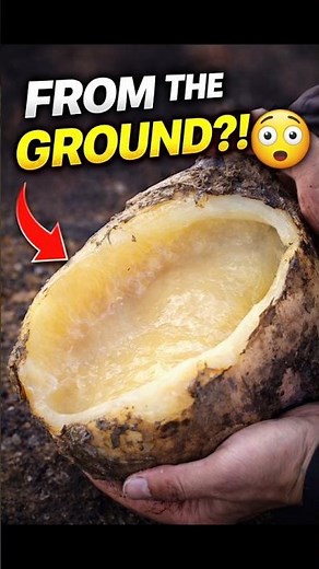 They Found This Giant Clam… But What’s Inside Is Shocking 😳 #streetfood #foodfacts #food
