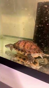 More minnows for the turtles 🐢 #minnows #food #turtle #pets #livefish #shorts #ytviral #update #yt