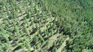 Mechanical thinning supports the health and vigor of the forest by reducing overcrowding, relieving tree stress and reducing severe wildfire risks. Creating a more open forest stand can also improve habitat conditions for many wildlife species. | Healthy Forests, Healthy Communities