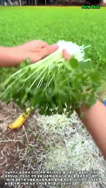 비닐하우스 새싹 채소 수확 및 포장 작업 #worker #process #harvest #farming #vegetables