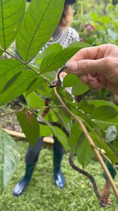 273K views · 4K reactions |  La serpiente Oxyrhopus petolarius es...