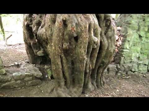 A magnificent 'Ancient Yew' sits astride a boundary wall in Leigh Woods, Bristol, England