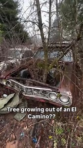 This 1965 El Camino has been sitting here long enough for a tree to grow through it 😆😁 | Classic American Cars