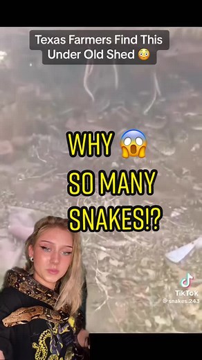 Snakes Under Shed Explained #snakes #reptiles #animals #animalfacts #snakefacts #rattlesnake #rattlesnakes #funfacts #reptilefacts #animal #explainer #greenscreenvideo