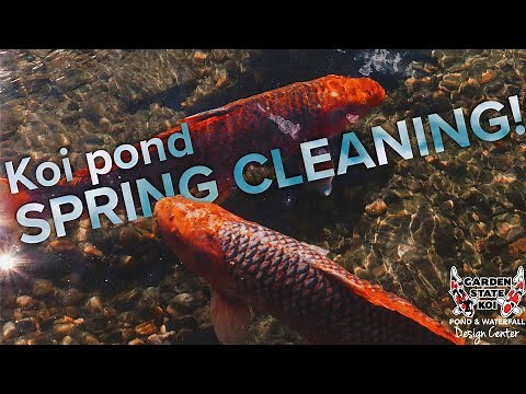 Koi Pond MAINTENANCE TIPS | How To Clean A Pond For The Spring